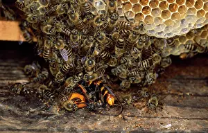 Hornets: Japanese HONEYBEES