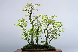 Hornbeam: Japanese Hornbeam - Bonsai tree at spring