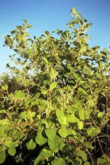 Knotweed: Japanese Knotweed