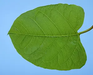 Knotweed: Japanese Knotweed