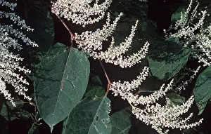 Alien: JAPANESE KNOTWEED