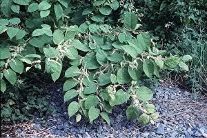 Introduced: JAPANESE KNOTWEED