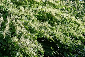 Knotweed: Japanese knotweed flowers on the banks of the Rhone