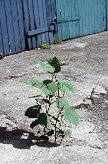 Ardea London: JAPANESE KNOTWEED - growing out of concrete path