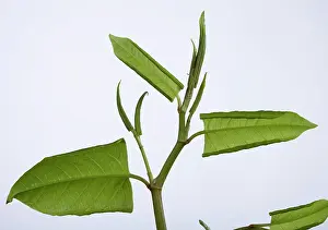 Knotweed: Japanese knotweed -leaf development in spring