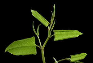 Knotweed: Japanese knotweed -leaf development in spring