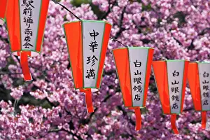 Lanterns: Japanese lanterns at the Cherry Blossom known as Sakura