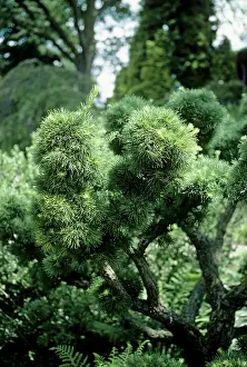 Larches: Japanese Larch - 180 years old