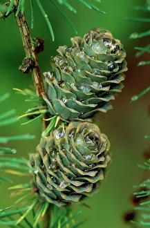 Larches: Japanese LARCH - Cones