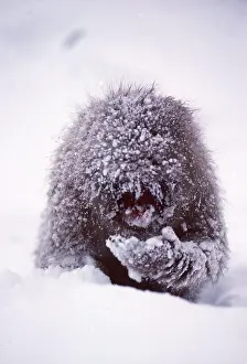 Puzzle: Japanese Macaca Monkey - covered in snow