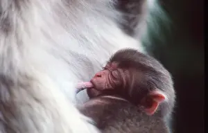 Macaques: JAPANESE MACACA MONKEY - Young Suckling