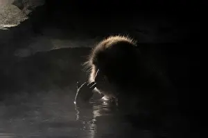 Fuscata: Japanese Macaque