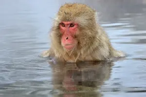 Fuscata: Japanese Macaque