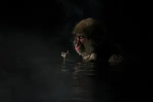 Fuscata: Japanese Macaque