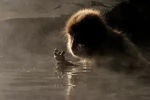 Fuscata: Japanese Macaque