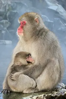 Fuscata: Japanese Macaque