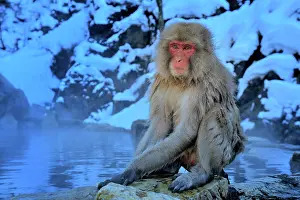 Fuscata: Japanese Macaque