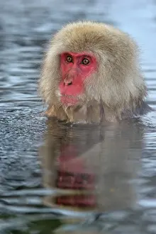 Fuscata: Japanese Macaque