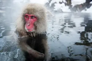 Fuscata: Japanese Macaque