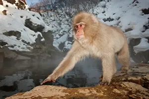 Fuscata: Japanese Macaque
