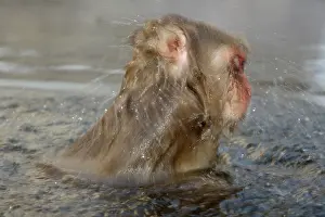 Fuscata: Japanese Macaque