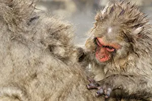 Fuscata: Japanese Macaque