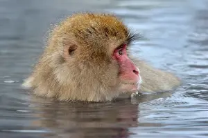 Fuscata: Japanese Macaque