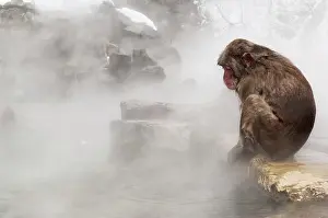 Fuscata: Japanese Macaque