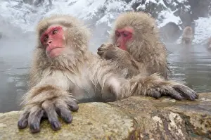 Fuscata: Japanese Macaque