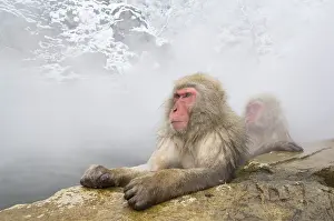 Fuscata: Japanese Macaque