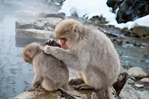 Mutual: Japanese Macaque - adult grooming youngster on pool edge