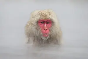 Valleys: Japanese Macaque - geothermal pool