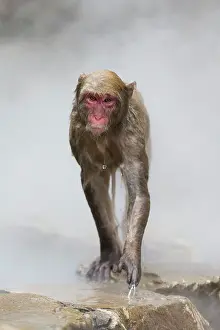 Valleys: Japanese Macaque - geothermal pool