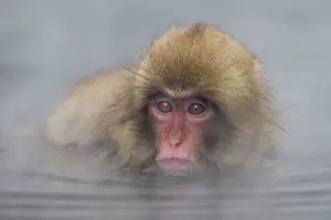 Valleys: Japanese Macaque - geothermal pool