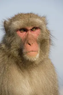 Fuscata: Japanese Macaque (Macaca fuscata), also