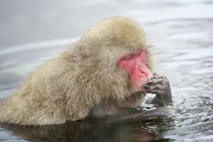 Macaques: Japanese Macaque (Macaca fuscata), Snow Monkeys at the natur