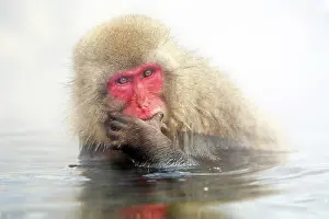 Macaques: Japanese Macaque (Macaca fuscata), Snow Monkeys at the natur