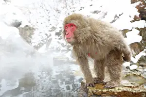 Macaques: Japanese Macaque (Macaca fuscata), Snow Monkeys at the natur