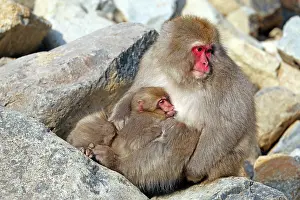 Macaques: Japanese Macaque (Macaca fuscata), Snow Monkeys at the natur