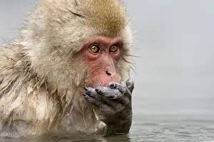 Macaque: Japanese macaque (Macaca fuscata)
