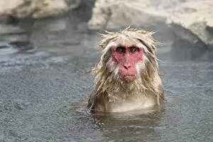 Macaque: Japanese macaque (Macaca fuscata)
