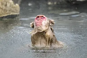 Macaque: Japanese macaque (Macaca fuscata)