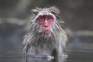 Fuscata: Japanese Macaque (Macaca fuscata), adult, bathing
