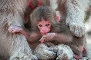 Fuscata: Japanese macaque (Macaca fuscata), animal baby