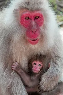 Fuscata: Japanese macaque (Macaca fuscata), dam with young