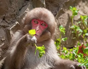 Fuscata: Japanese macaque (Macaca fuscata), young animal