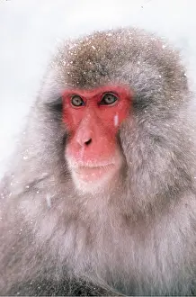 Macaque: Japanese Macaque Monkey