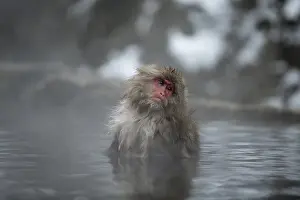 Fuscata: Japanese Macaque Monkey - aka Snow Monkey (Nihonzaru