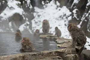 Fuscata: Japanese Macaque Monkey - aka Snow Monkey (Nihonzaru