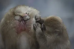 Fuscata: Japanese Macaque Monkey - aka Snow Monkey (Nihonzaru